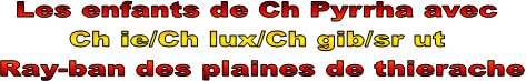 Les enfants de Ch Pyrrha avec 
Ch ie/Ch lux/Ch gib/sr ut 
Ray-ban des plaines de thierache