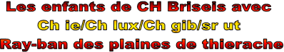 Les enfants de CH Briseis avec 
Ch ie/Ch lux/Ch gib/sr ut 
Ray-ban des plaines de thierache