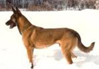 gamin du clos du levant berger belge malinois
