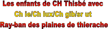 Les enfants de CH Thisb avec 
Ch ie/Ch lux/Ch gib/sr ut 
Ray-ban des plaines de thierache