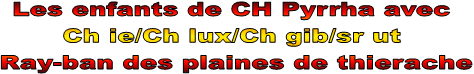 Les enfants de CH Pyrrha avec 
Ch ie/Ch lux/Ch gib/sr ut 
Ray-ban des plaines de thierache
